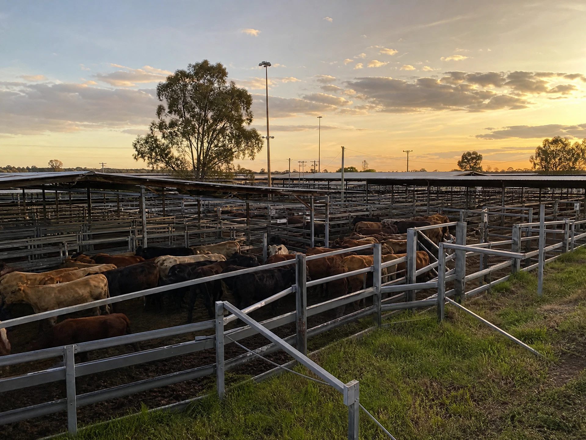 Wide view across cattle pens and covered areas at the Dalby Regional Saleyards